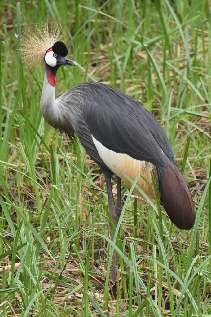 A grey crowned crane.