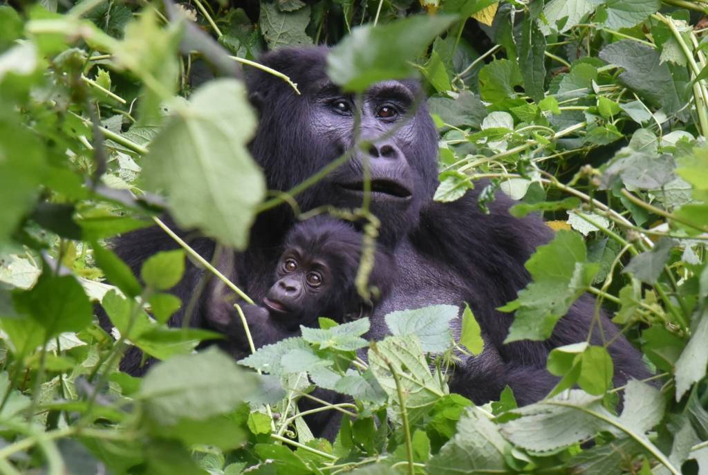 Mountain gorillas.