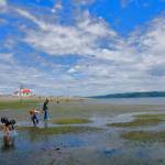 A beautiful day set the stage for Vashons low tide celebration on Saturday, June 22 at Point Robinson park. (Jim Diers photo.)