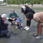 Visitors, with help from the Vashon Nature Center, discovered a world of aquatic life in the intertidal zone. (Jim Diers photo.)