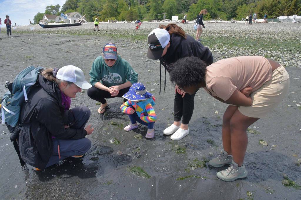 Visitors, with help from the Vashon Nature Center, discovered a world of aquatic life in the intertidal zone. (Jim Diers photo.)