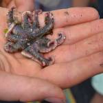 A tiny starfish fits in the palm of a beachgoers hand. (Jim Diers photo.)