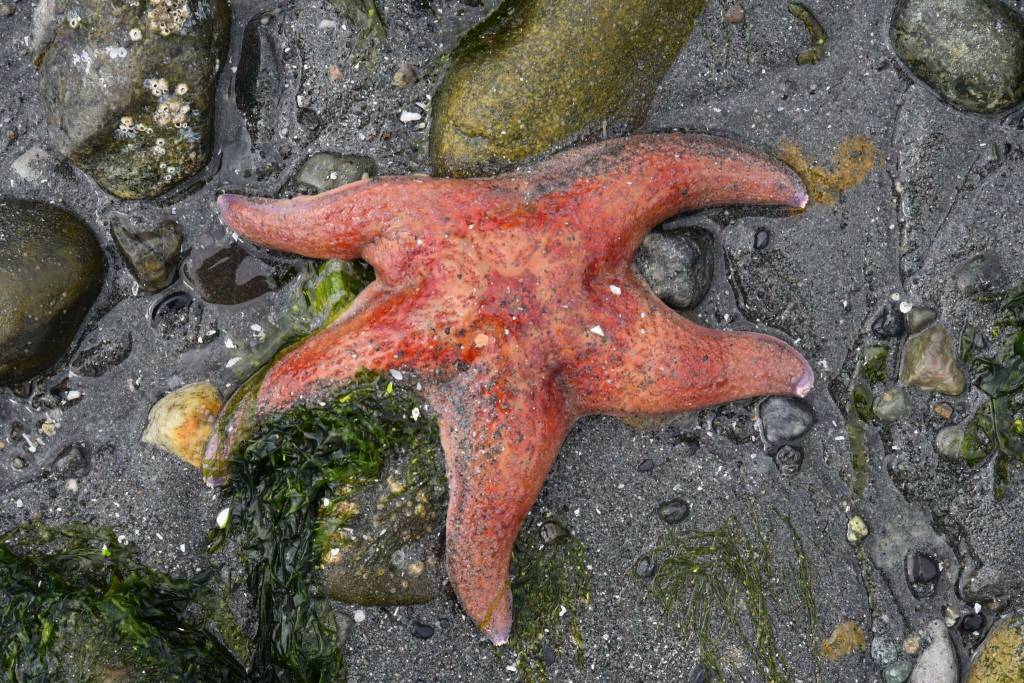 A starfish lies in the mud, revealed by the receding tide. (Jim Diers photo.)