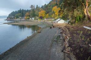 This 2021 file photo shows restoration efforts at Tahlequah Beach on the islands south end. Swimmers will set off from this general area of Vashons southern tip, heading toward Pt. Defiance. (Terry Donnelly photo.)