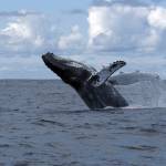 A humpback whale breaches the water. The species is one of several that can be found in the Salish Sea. (File photo.)