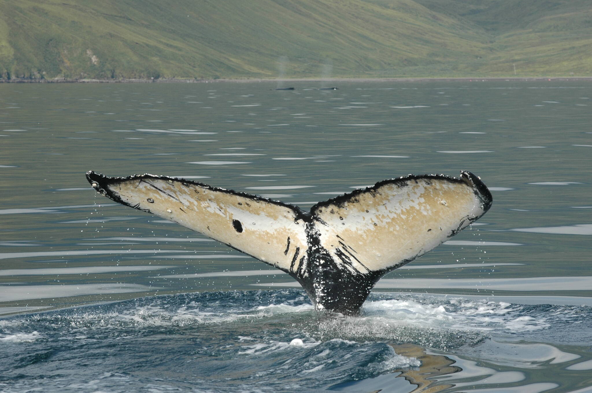 Meet your local cetaceans: the humpback whale | Vashon-Maury