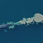 A gray whale trails a mud plume from feeding on the ocean floor. (Amy Willoughby/NOAA photo)