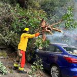 Two cars sustained significant damage when a large madrona tree fell on them in the Tahlequah Ferry Dock parking lot. (Vashon Island Fire Rescue photo.)