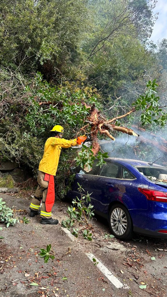 Two cars sustained significant damage when a large madrona tree fell on them in the Tahlequah Ferry Dock parking lot. (Vashon Island Fire Rescue photo.)