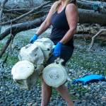 Bianca Perla hauls whale vertebrae from the shores of Vashon Island. (Alex Bruell photo)