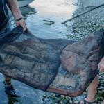 This fin, which was pinned underneath the gray whale carcass, was one of the few remaining pieces of flesh that scavengers had not cleaned away. (Alex Bruell photo)