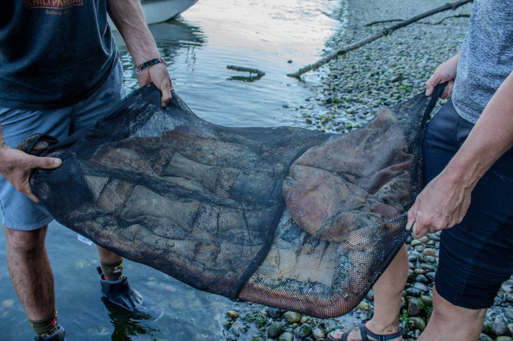 This fin, which was pinned underneath the gray whale carcass, was one of the few remaining pieces of flesh that scavengers had not cleaned away. (Alex Bruell photo)