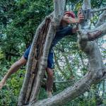 Vashon Nature Center Field Education Specialist Santiago Ramos-Torrescano climbs a tree to retrieve a trail camera suspended around 30 feet in the air. (Alex Bruell photo)