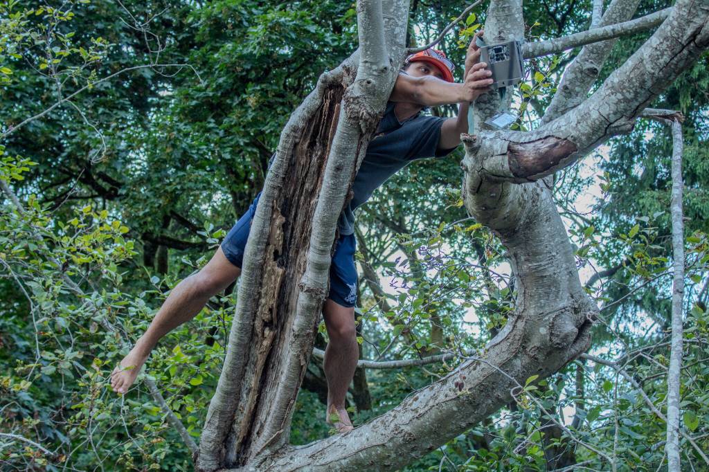 Vashon Nature Center Field Education Specialist Santiago Ramos-Torrescano climbs a tree to retrieve a trail camera suspended around 30 feet in the air. (Alex Bruell photo)