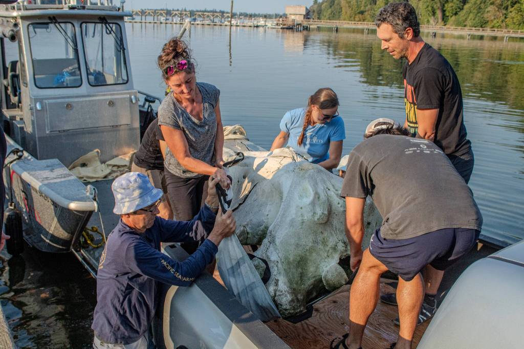 The researchers and volunteers complete the complicated hand-off of the whale skull from a World Vets boat onto a waiting truck at the Dockton Park boat launch. (Alex Bruell photo)