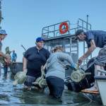 Volunteers work together to haul whale bones from the gray whale that washed ashore this spring. (Alex Bruell photo)