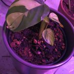 A Ctenanthe Lubbersiana named Bimini. Rescued from a discount section at a local nursery, this little plant lives under an indoor plant light (for now).