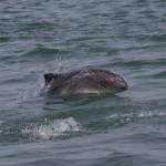 A harbor porpoise surfaces in Alaskan waters.  Photo: Marilyn Dahlheim/NOAA.