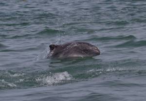 A harbor porpoise surfaces in Alaskan waters.  Photo: Marilyn Dahlheim/NOAA.