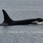 15-year-old orca Moby (J44) makes an appearance near Pt. Robinson. (Jim Diers photo)