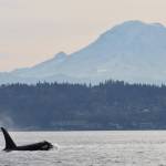 15-year-old Si-Yi-Chn (J45) surfaces with Tahoma / Mount Rainier in the background. (Jim Diers photo)