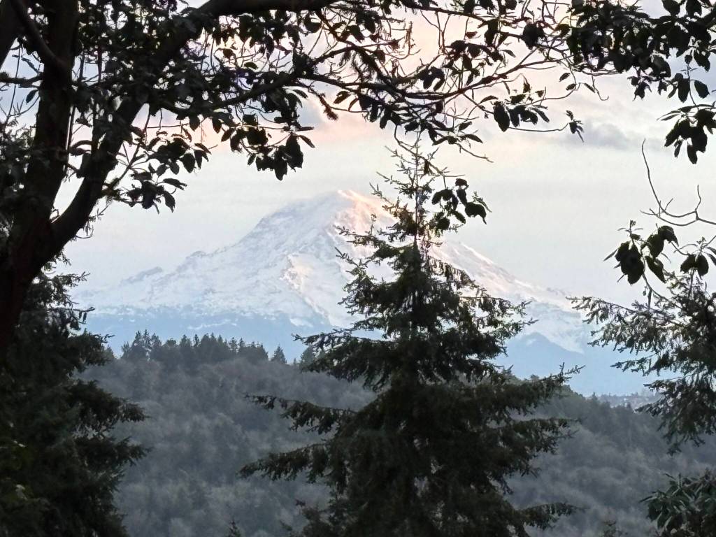 Mt. Tahoma / Rainier rises above the trees in this photo taken at Inspiration Point. (Bob McMahon photo)