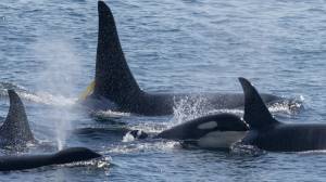 Dante Aubert photo
Southern Resident killer whales travel together in this photo from the Washington Department of Fish and Wildlife.