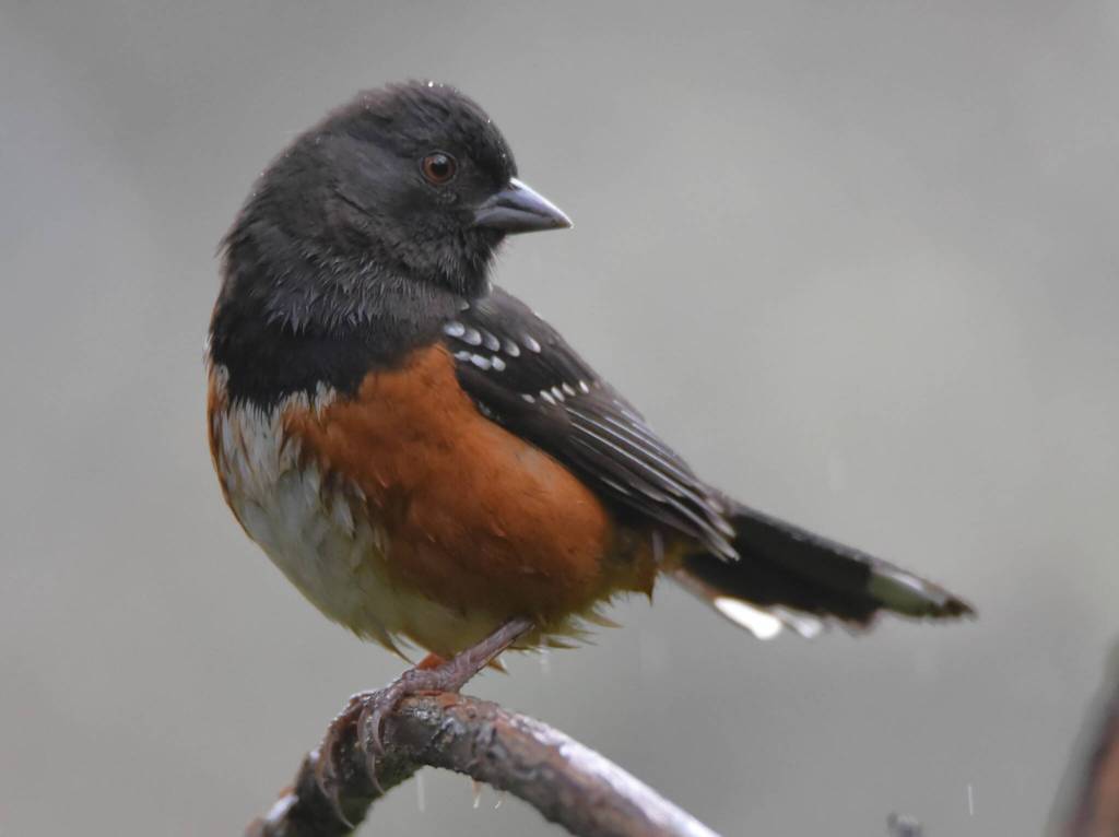 A spotted towhee, spotted during this years Christmas Bird Count. (Jim Diers photo)