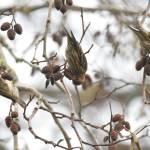Jim Diers photo
These pine siskens were the most numerous type of birds that photographer and birder Jim Diers reported seeing during the Christmas Bird Count.