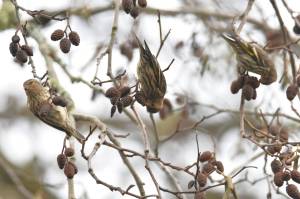 Jim Diers photo
These pine siskens were the most numerous type of birds that photographer and birder Jim Diers reported seeing during the Christmas Bird Count.