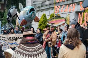 Paul Chiyokten Wagner, of Protectors of the Salish Sea, drums with the crowd rallying for action on salmon and orca survival at the state capitol. (George P. Hickey photo)