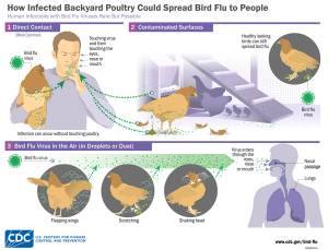 CDC infographic
After direct contact with your birds, wash your hands before touching your eyes, nose, or mouth. The bird flu virus can also spread from surfaces contaminated by the birds, and by breathing in dust or droplets in the coop or yard.