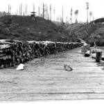 A 1901 photograph shows wood that once powered the Mosquito Fleet lining Vashon's north end dock.