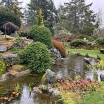 Approximately 60 islanders braved an atmospheric river to attend Mukai Farm Gardens Day of Remembrance event on Sunday. The ceaseless raindrops, however, only served to make the historic site more beautiful. (Elizabeth Shepherd Photo)