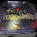 Washington Department of Fish and Wildlife Police photo
The Fish and Wildlife department shared this photo of a truck with clams in its bed in a news release about a group of clamdiggers cited for multiple clamming violations. A total of 1,255 clams, weighing 108 pounds, were seized from the group.