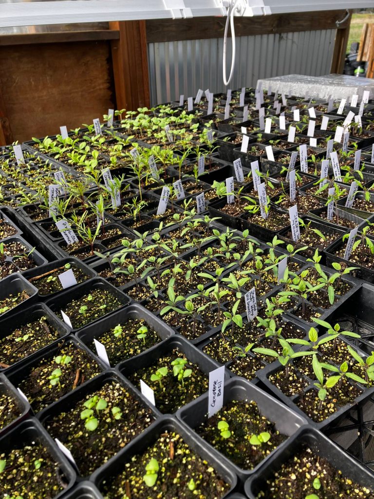 Plants from the Matsuda greenhouse in 2025. (Courtesy photo)