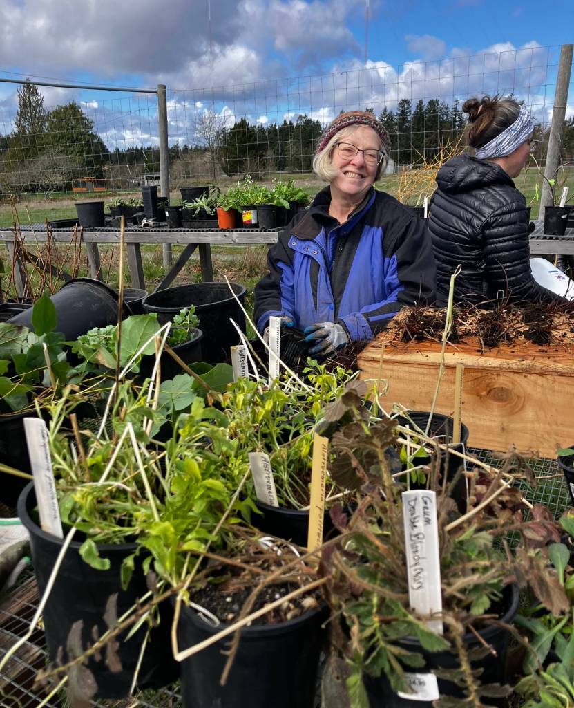 Dig and Divide 2025. (Courtesy photo)