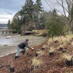 David Berleth, a landscape architect, places native grasses along the slope at the Slades property. (Courtesy photo)
