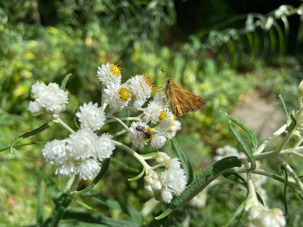 A woodland skipper nectars on pearly everlasting, a native plant. (Jim Evans photo)