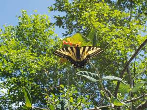 Jim Evans photo
A swallowtail nectars on an orange honeysuckle, a native plant.