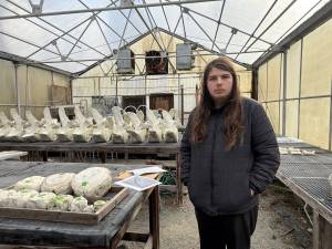 Photo courtesy StudentLink
Kiran Kingmann, StudentLink high school senior, pauses in front of numbered parts of a gray whale skeleton currently undergoing articulation under the supervision of the Vashon Nature Center.
