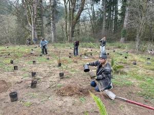 Vashon students plant trees at a Land Trust preserve. (Vashon Nature Center photo)