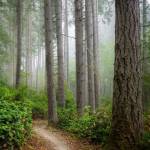 Island Center Forest. (Terry Donnelly photo)