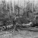 George Hoffmeister and his 10-oxen team logging in Burton for the Vashon College Campus. (Vashon Heritage Museum photo)