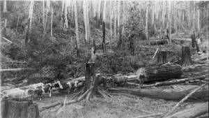 George Hoffmeister and his 10-oxen team logging in Burton for the Vashon College Campus. (Vashon Heritage Museum photo)