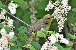 Songbirds like this orange-crowned warbler need protection from outdoor cats and unmarked windows, and habitats full of native plants like this western serviceberry to provide cover, nest sites, and a rich supply of fruit and insect for themselves and their nestlings. (Jim Diers photo)