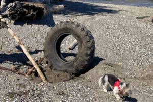 Help the Vashon Rotary Club and island environmental groups clean up tires like this one by locating and/or unearthing tires, then reporting them (with photos and locations) to Steve Bergman at scbergmanvashon@gmail.com. (Courtesy photo)