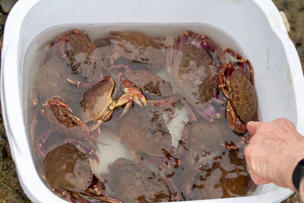 Volunteers begin counting crabs caught in a trap at Raabs Lagoon. (Alex Bruell photo)