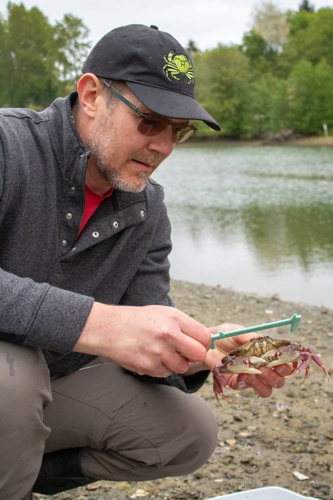 Washington Sea Grant marine ecologist Jeff Adams measures a graceful crab at Raabs Lagoon. (Alex Bruell photo)