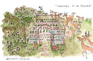 Michelle Lassaline cartoon
Gardening on Vashon means dealing with the never-ending visits of black-tailed deer, notorious for chowing down on island vegetable gardens. Fencing, plastic mesh and chicken wire are all common measures taken to keep out these unceasing ungulates, which have no natural predators on Vashon.